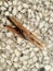 Clothespin wallpaper background wooden