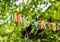 Clothespins and Clothes line on blur background