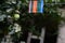 Clothespins on a rope hanging outside house and apple tree