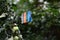 Clothespins on a rope hanging outside house and apple tree