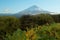 Cloud around mount Fuji with many plant foreground in evening sun light during winter season