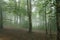 Cloud descended on the high mountain forest of Western Caucasus