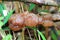 Cloud ear fungus