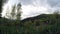 Cloud, field of spring grass and mountain