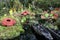 Cloud forest dome - Botanic gardens in Singapore