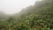 Cloud forest of Reserva Biologica Bosque Nuboso Monteverde