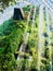 Cloud forest waterfall in the worldâ€™s largest greenhouse in Gardens by the bay, Singapore