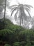 Cloud forests with many ferns Cyanthales