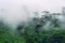 cloud forests and tea plantations