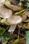 A cloud funnel mushroom in company.