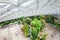 Cloud garden greenhouse in Singapore