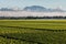 Cloud inversion above vineyards in Marlborough