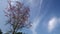 Cloud movement over the tree with many birds