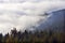 Cloud over spruce forest