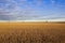 Cloud patterns over golden stubble