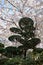 Cloud pruned pine trees and Cherry blossom trees