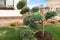 Cloud pruned topiary tree. Bonsai tree.