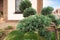 Cloud pruned topiary tree. Bonsai tree.