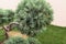 Cloud pruned topiary tree. Bonsai tree. Close up