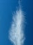 Cloud shaped like a feather