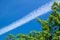 Cloud trace of flied jet or rocket on a vivid blue sky behind green branches of a plum tree