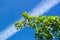 Cloud trace of flied jet or rocket on a vivid blue sky behind green branches of a plum tree