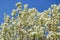 Cloud of white flowers in Padua in the Veneto (Italy)