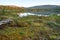 Cloudberries blooming in Lapland