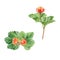 Cloudberries branches. Orange juiccy berries and leaves isolated on white background. Watercolor.