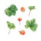 Cloudberries. Golden juiccy berries and leaves isolated on white background. Watercolor hand drawn illustration