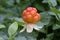 Cloudberry