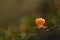 Cloudberry