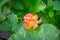 Cloudberry