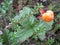 Cloudberry