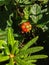 A cloudberry in the arctic swamp