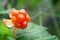 Cloudberry berry grows in a summer forest in a swamp