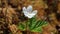 Cloudberry blossoms in northern Siberia on a sunny day