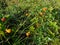 Cloudberry closeup in Swedish Lapland