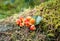 Cloudberry on a green vegetative background in wood