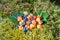 Cloudberry on a green vegetative background in wood