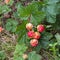 Cloudberry on a green vegetative background in wood. Fresh wild fruit