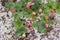 Cloudberry on a green vegetative background in wood. Fresh wild fruit