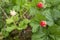 Cloudberry on a green vegetative background in wood. Fresh wild fruit