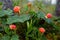 Cloudberry grow in the forest in Russia