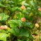 Cloudberry grow in the swamp in latvia, summer in the swamp