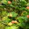 Cloudberry grow in the swamp in latvia, summer in the swamp