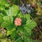 Cloudberry grow in the swamp in latvia, summer in the swamp