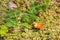 Cloudberry growing on sphagnum moss