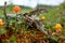 Cloudberry growning on swamp closeup in summer