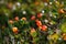 Cloudberry grows in the forest. North Karelia.